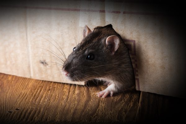 Service de dératisation à Bruxelles – Éradication des rats et souris avec rapidité et efficacité. Devis gratuit, travail garanti, proximité et intervention sur mesure à prix compétitifs.