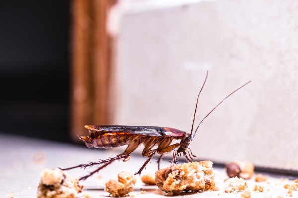 Élimination rapide de cafards à Bruxelles – Traitement de choc contre les insectes rampants et volants. Intervention garantie, devis gratuit, disponibilité 7j/7, approche client individualisée et prix raisonnables.